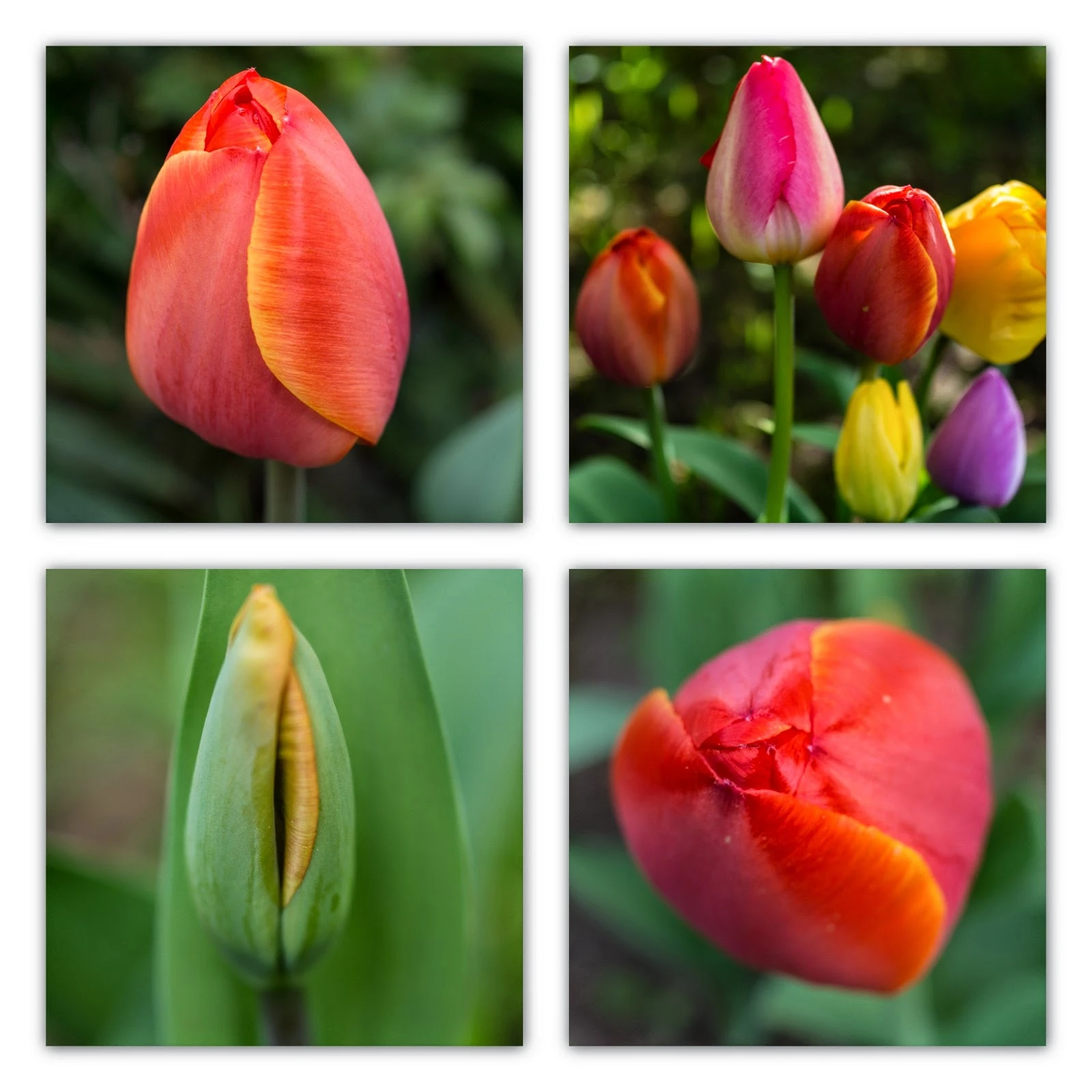 Tulpen.jpeg
